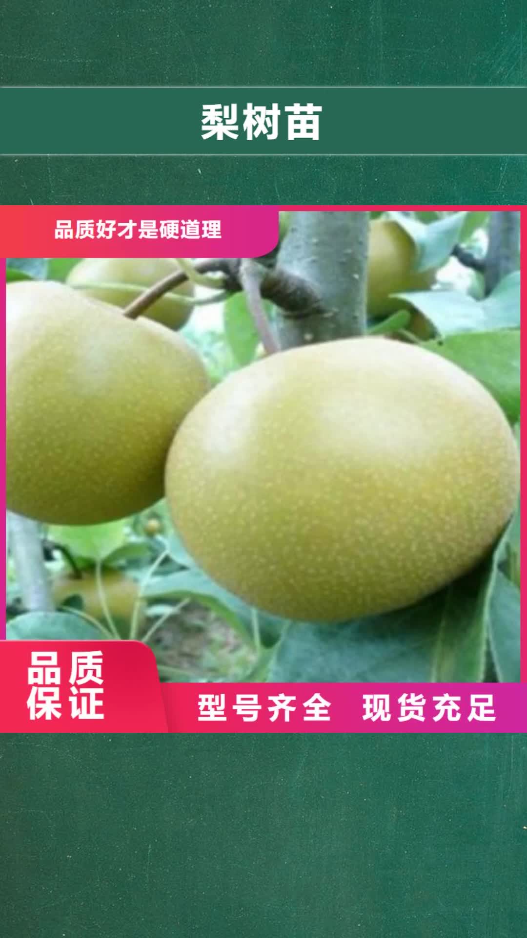 宿州 梨树苗 【桃树苗】供应采购