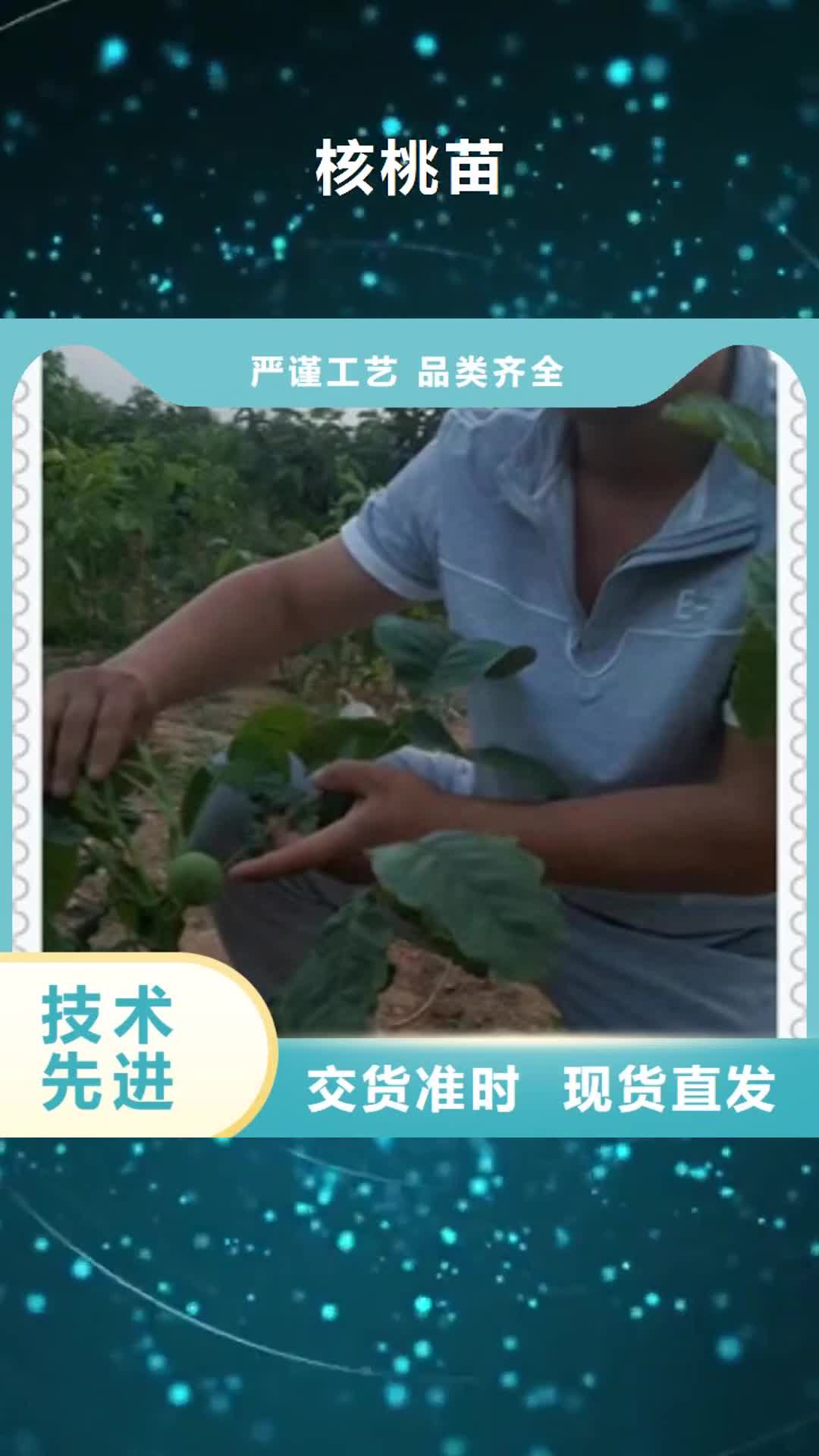 【辽宁 核桃苗桃树苗快捷的物流配送】