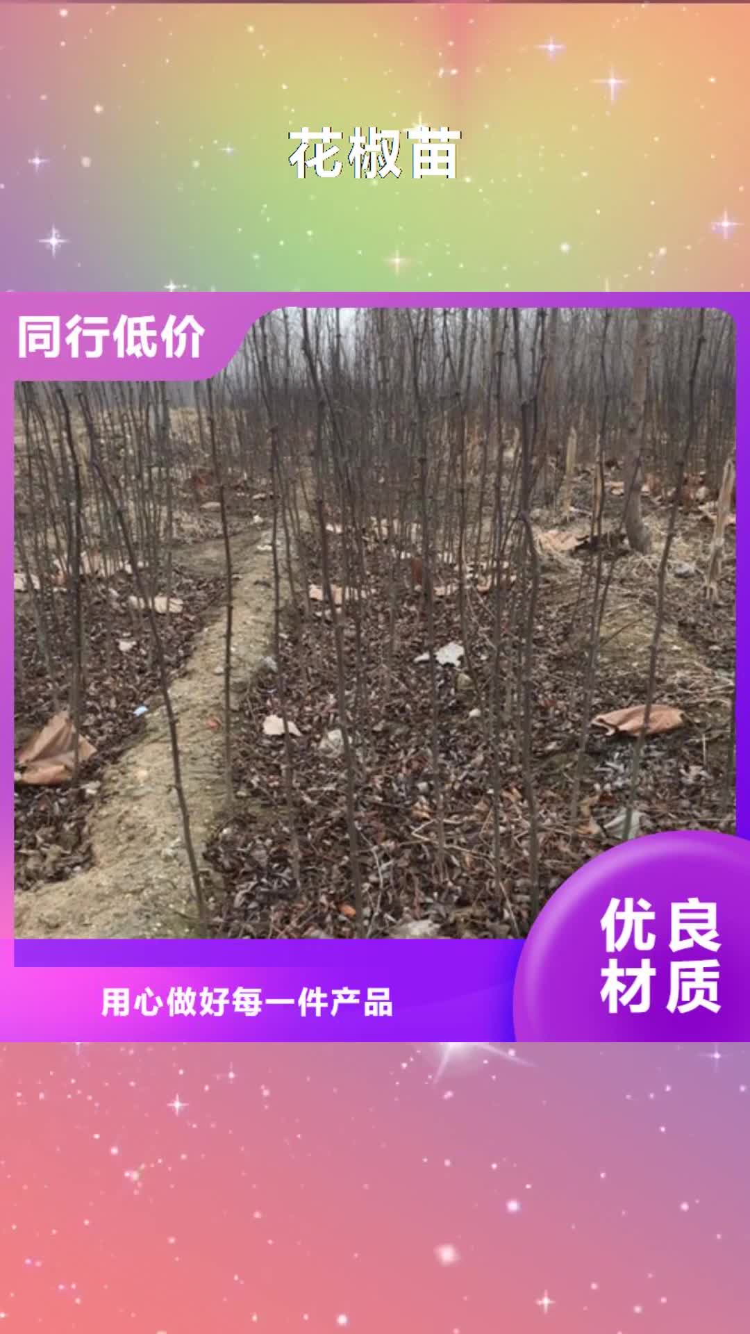 菏泽 花椒苗【山楂苗】详细参数