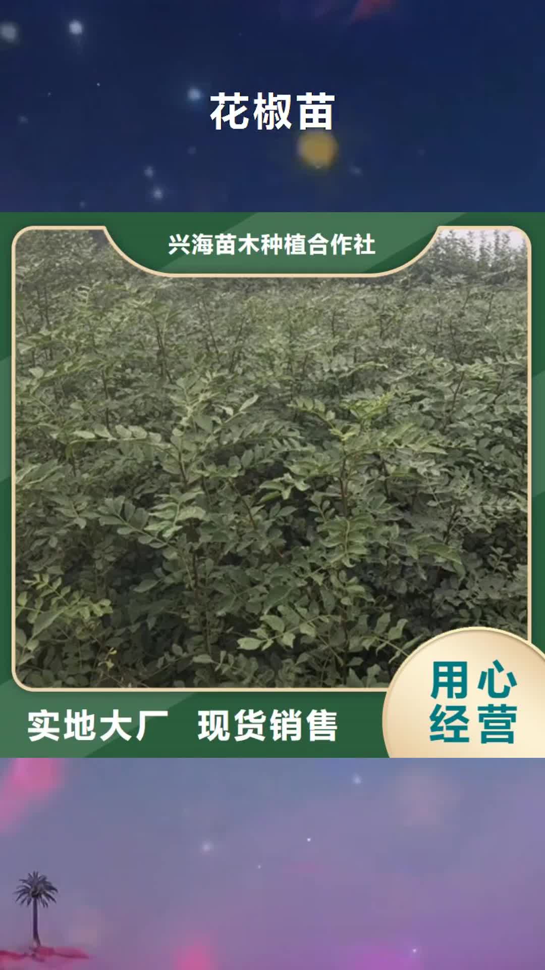 台州【花椒苗】 桃树苗用心做好细节