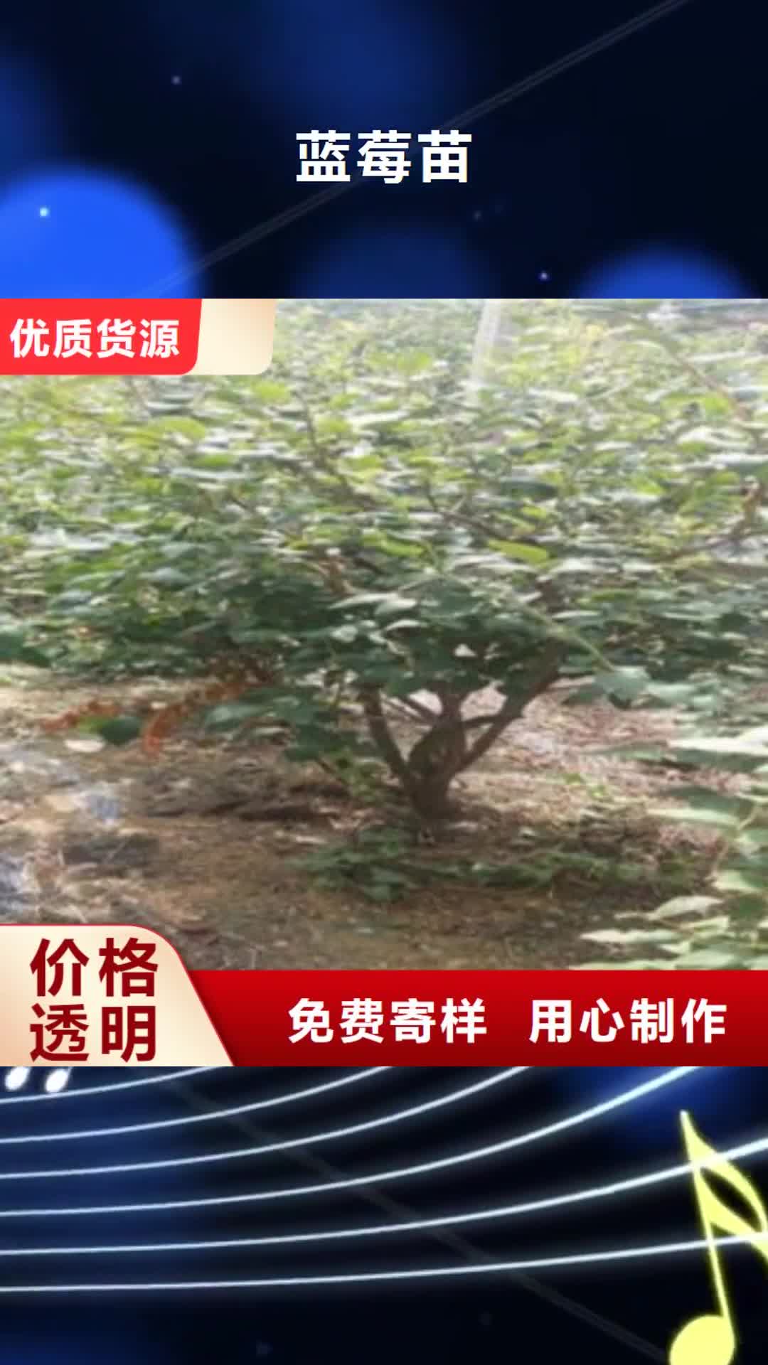 三门峡【蓝莓苗】_桃树苗畅销当地