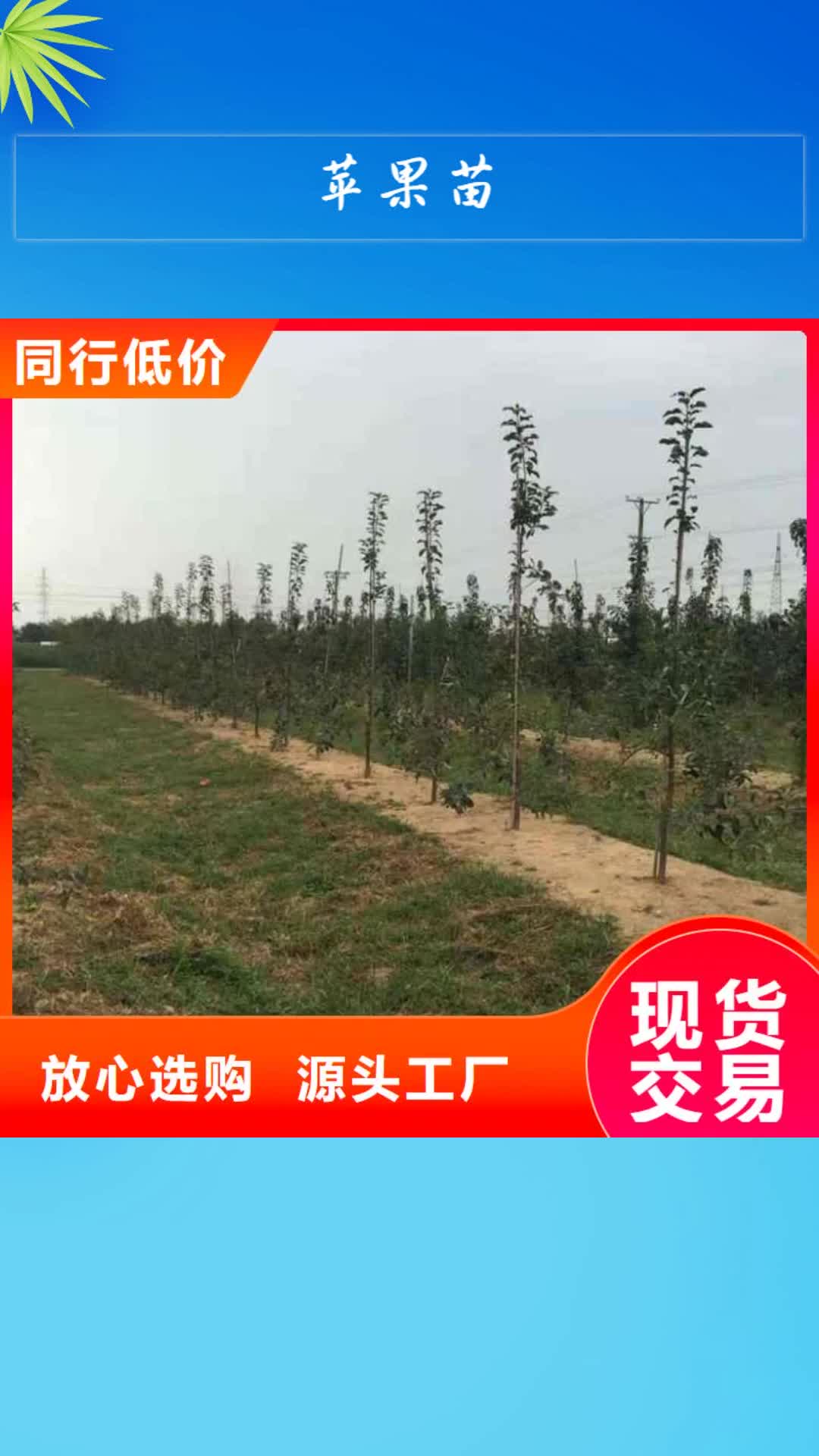 【芜湖 苹果苗-梨树苗每个细节都严格把关】