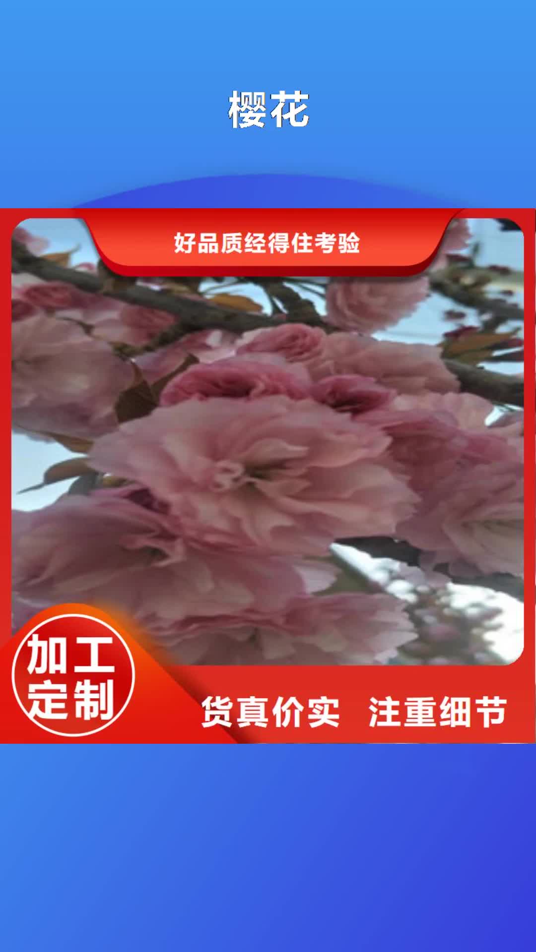 上海【樱花】_国槐就近发货