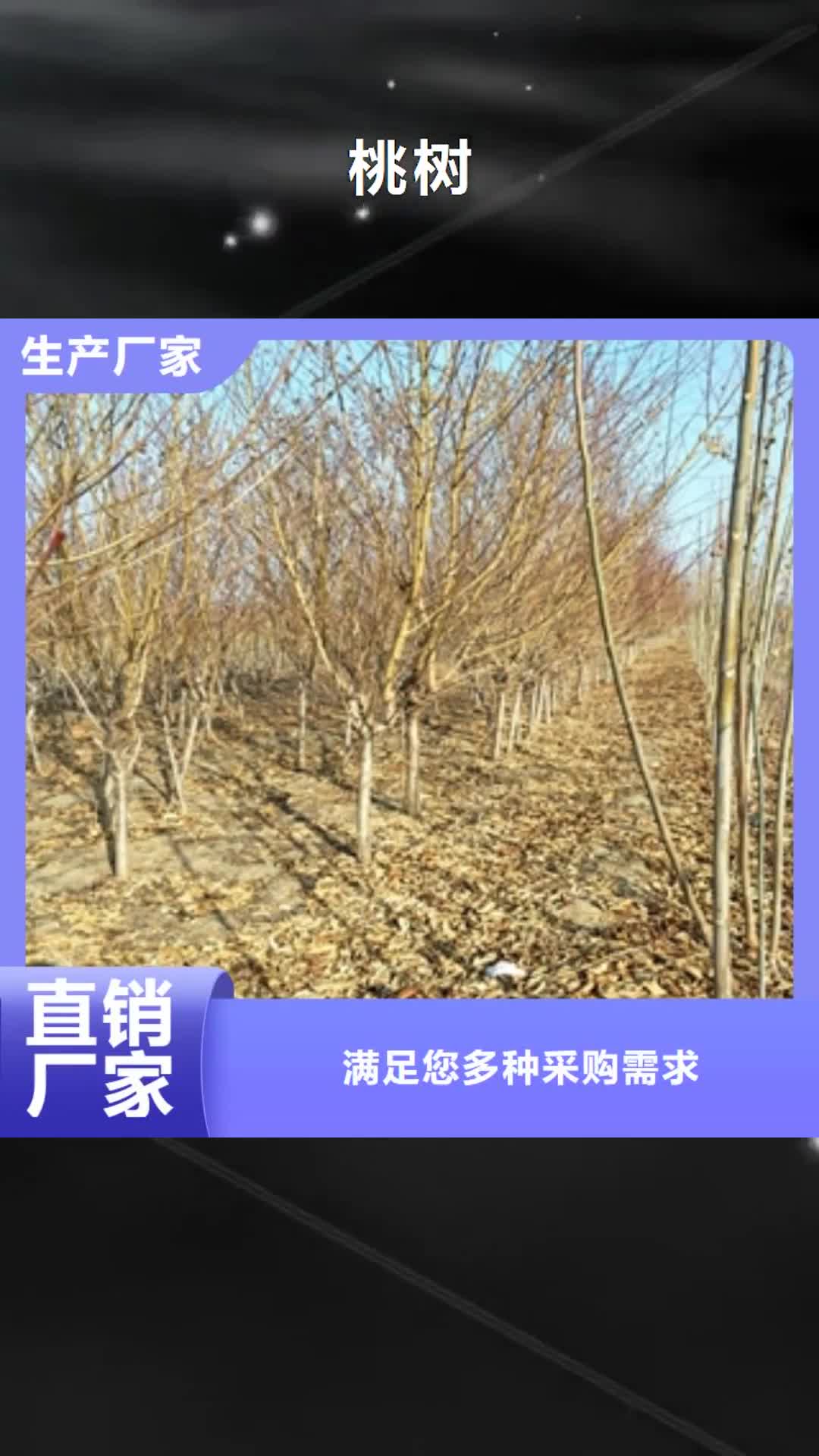 【枣庄 桃树占地果树厂家定制】