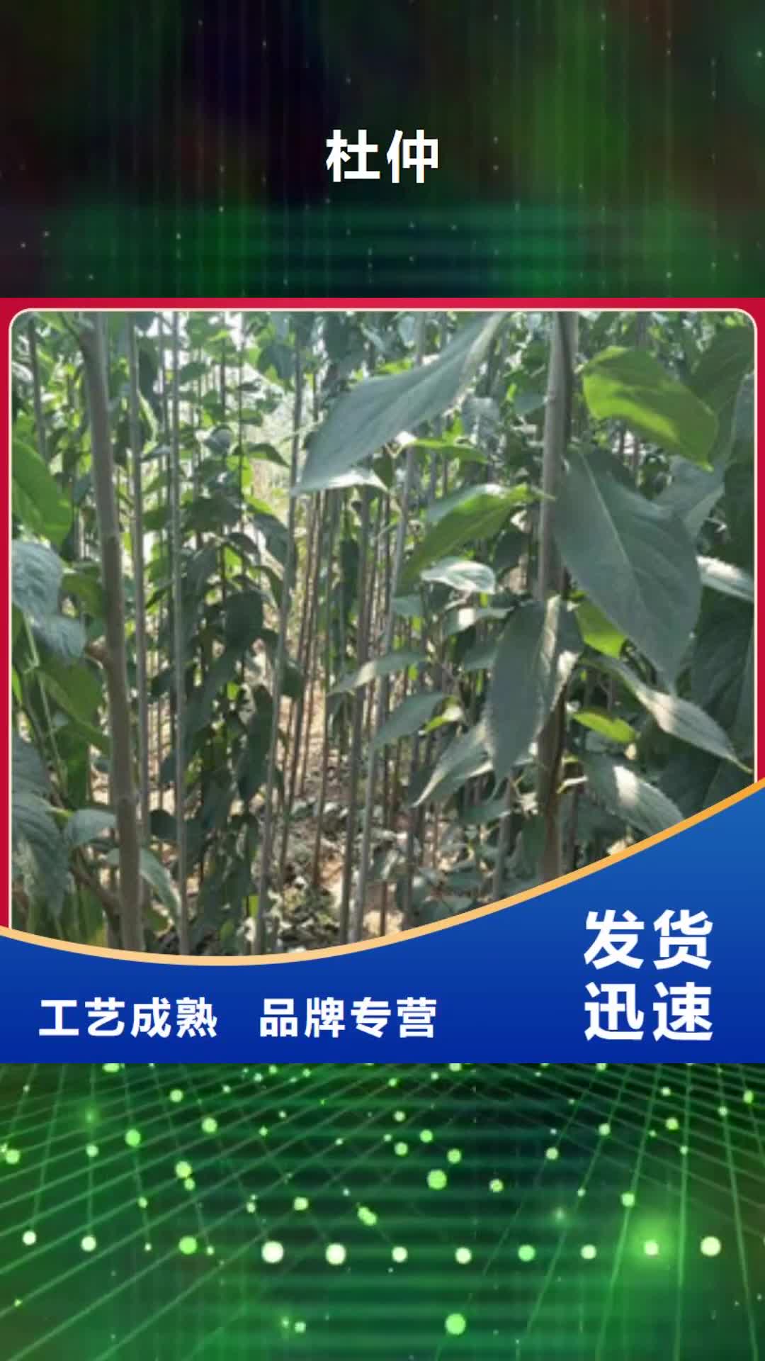 滨州 杜仲 【绿化树 绿化工程】优质工艺