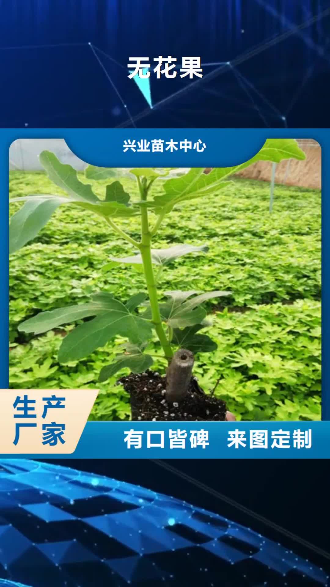 咸阳 无花果【苹果苗】品质卓越