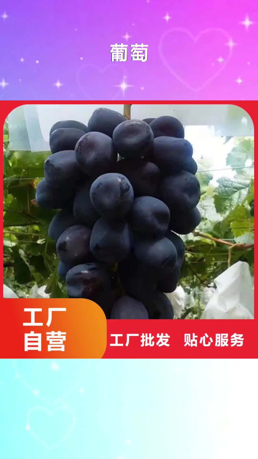 凉山 葡萄 【核桃苗】N年大品牌