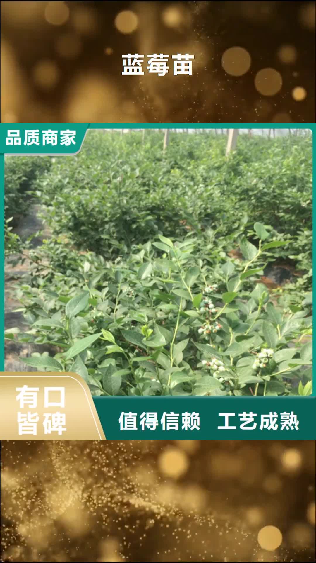 【广州 蓝莓苗,苹果苗符合行业标准】