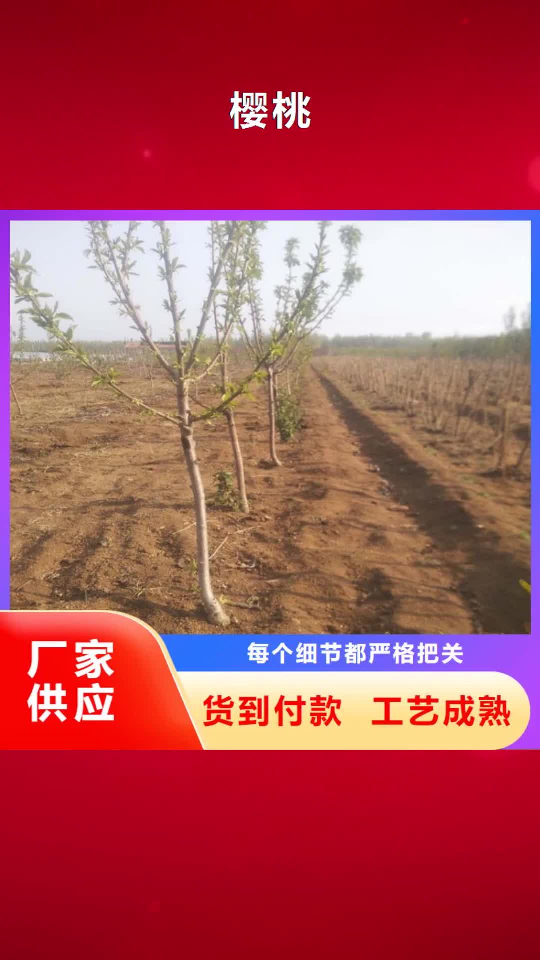 滨州【樱桃】苹果苗好品质经得住考验