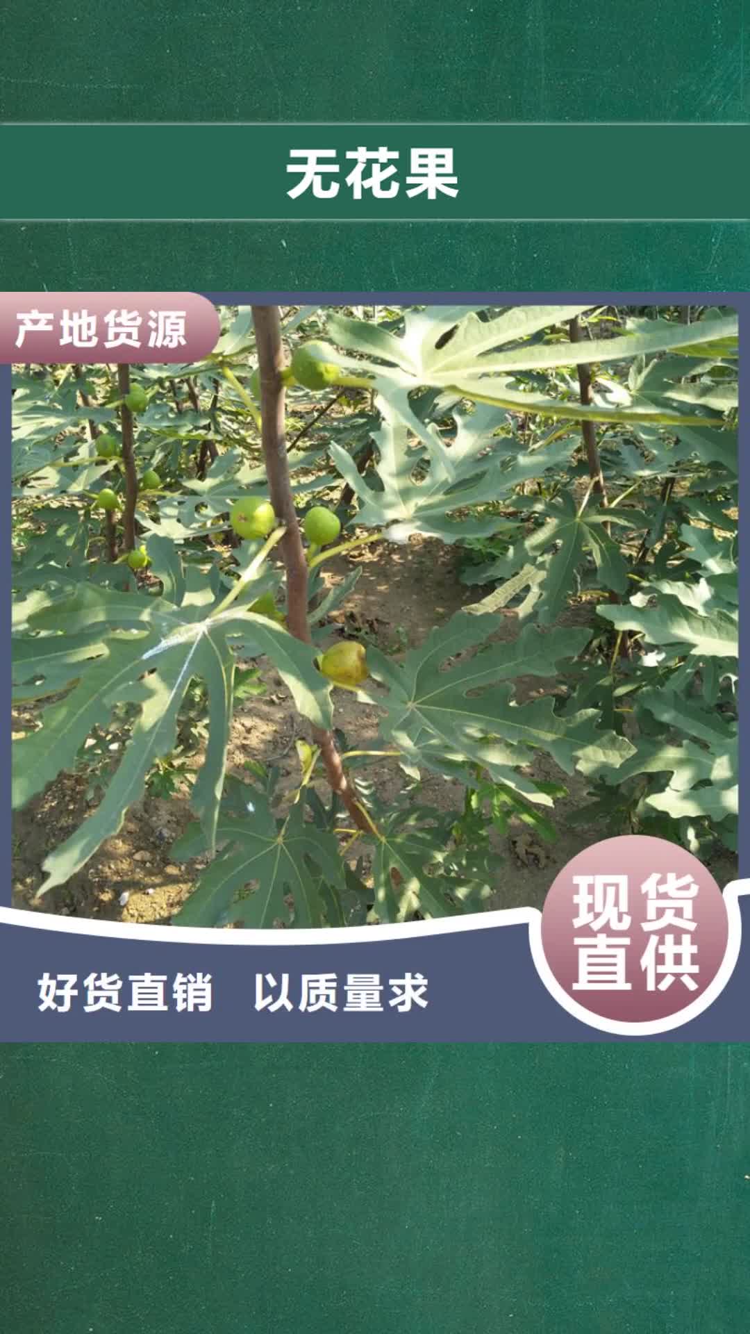 唐山【无花果】_石榴树品质无所畏惧