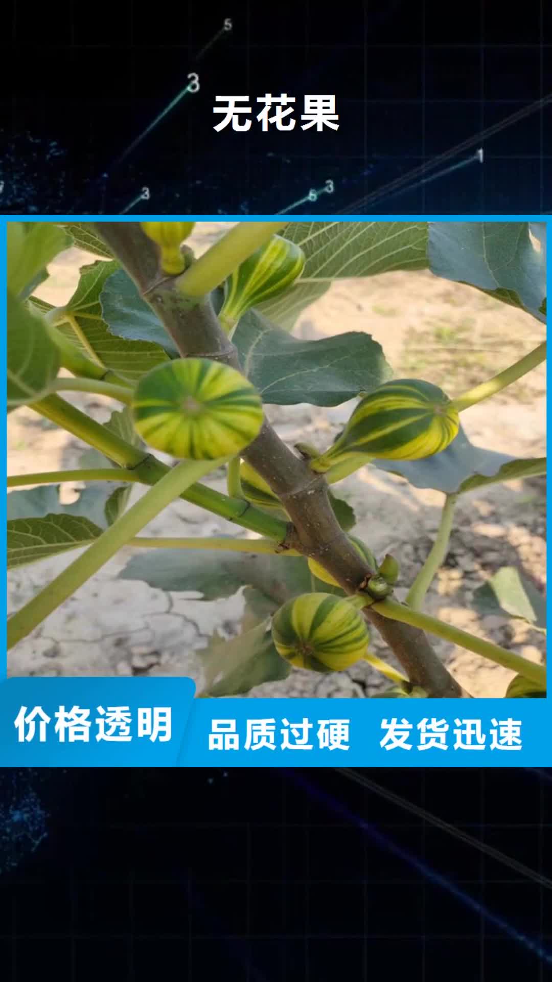 萍乡【无花果】-石榴树同行低价