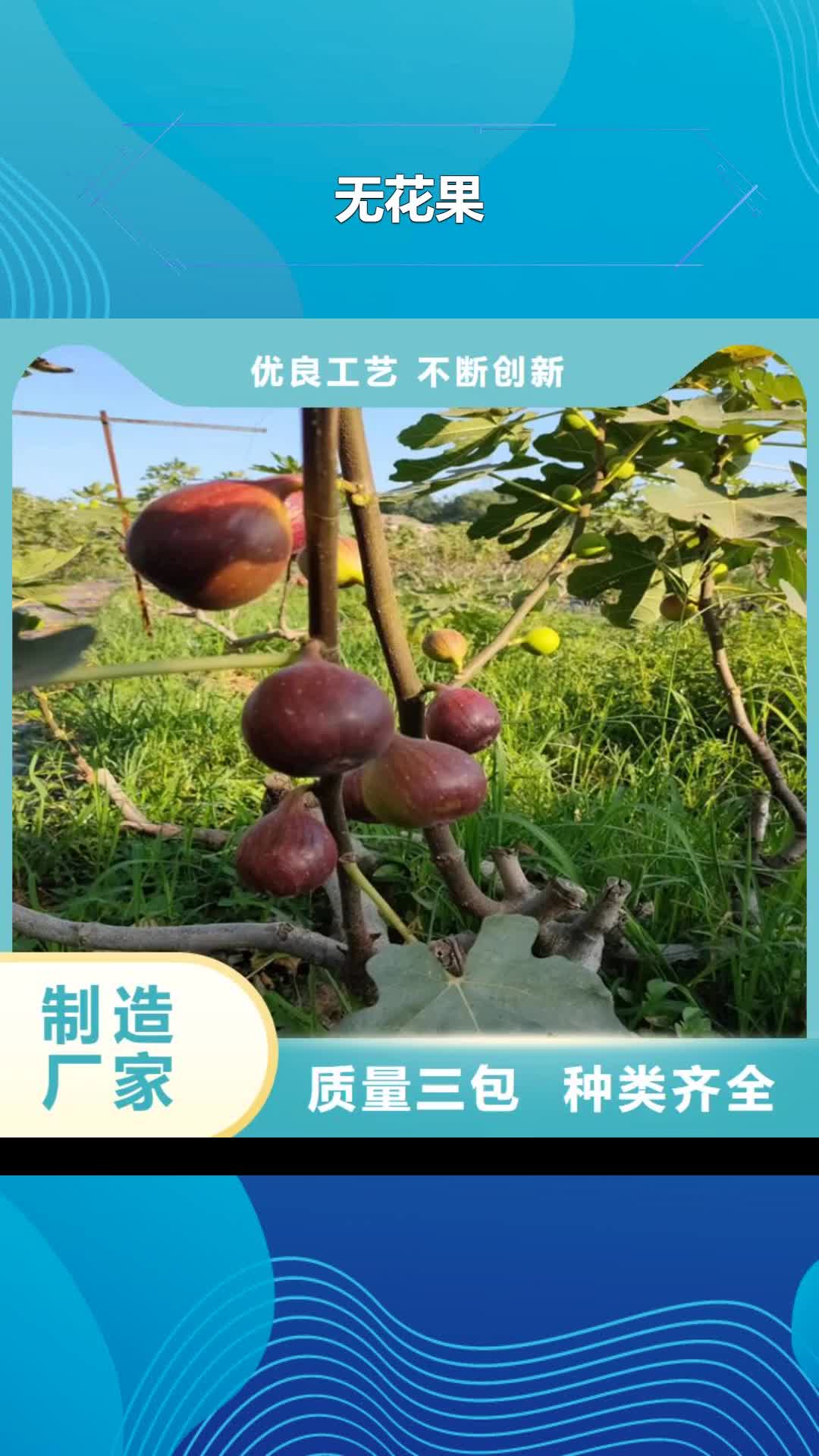 上海【无花果】,樱桃苗货源足质量好