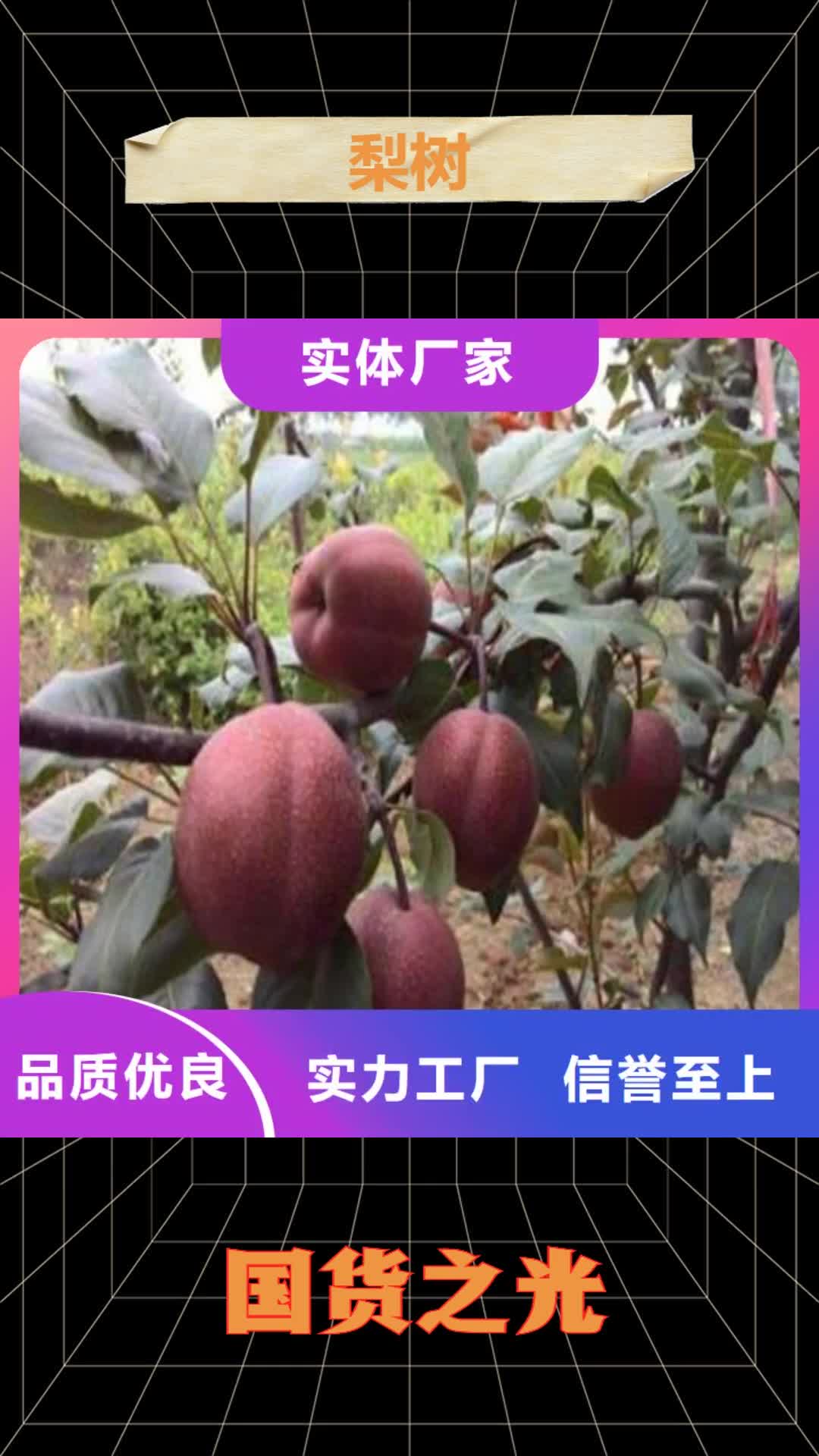 晋中【梨树】-蓝莓苗源头采购