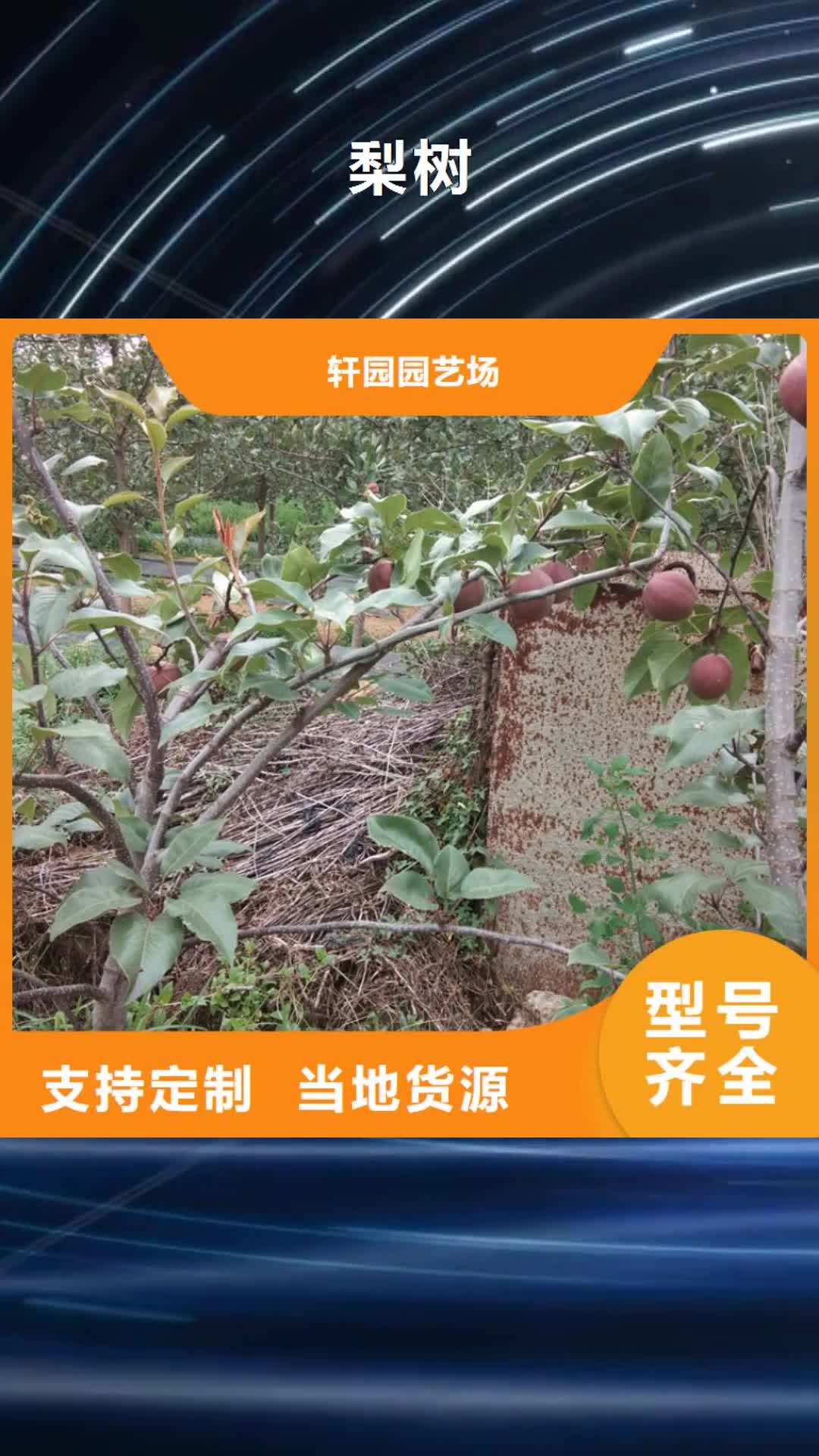 鹤岗【梨树】-苹果苗专业的生产厂家