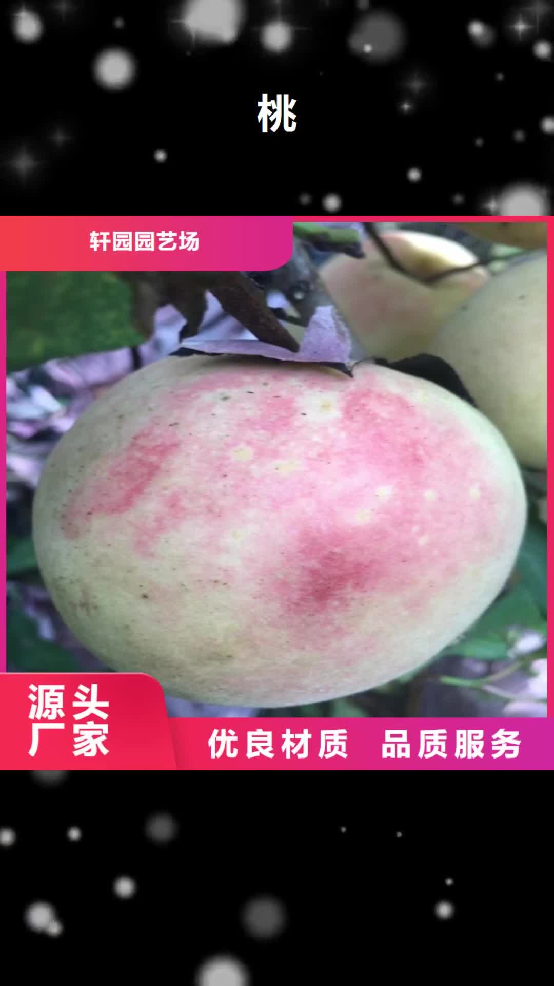 【芜湖 桃桃树苗现货批发】