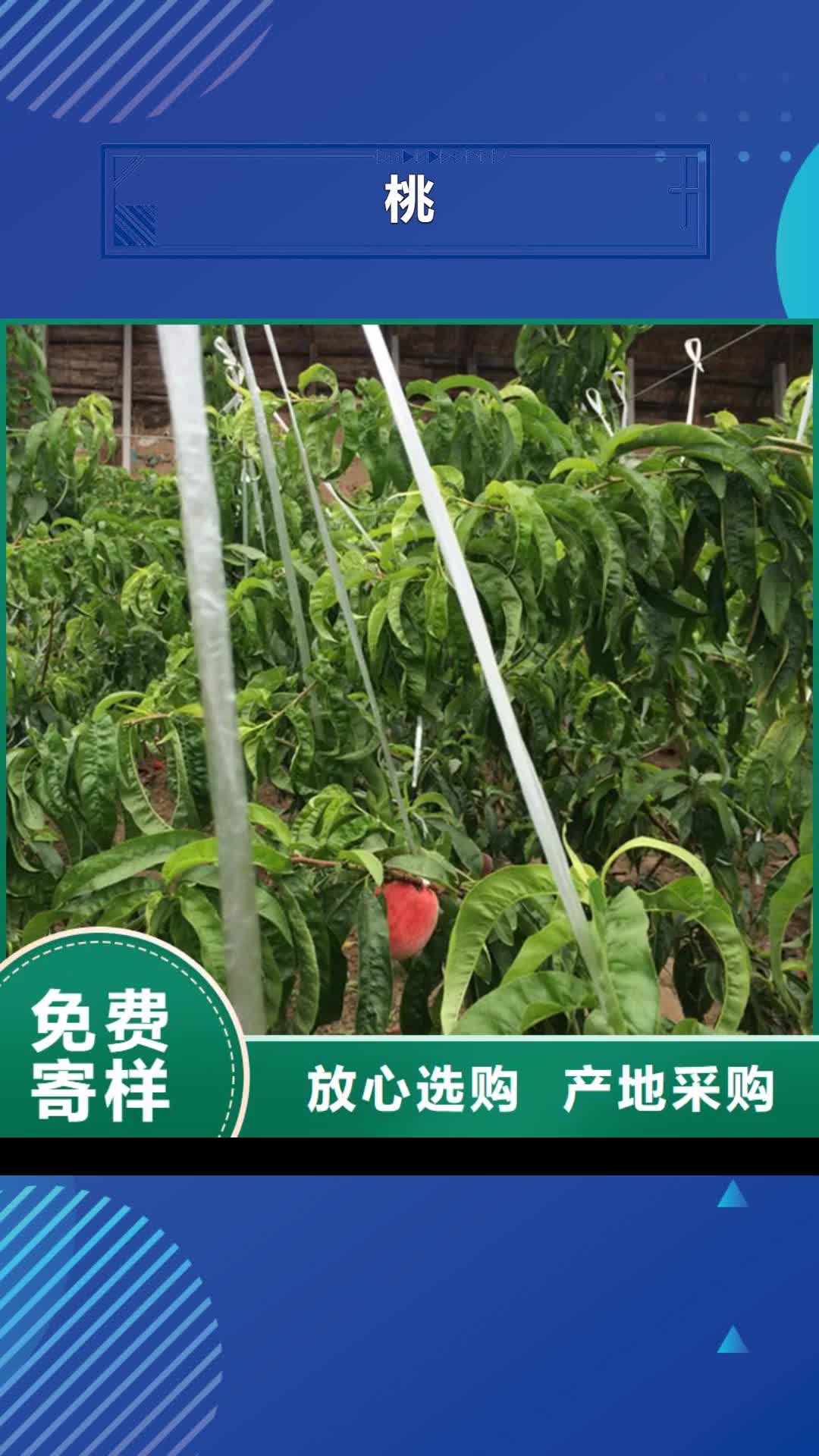 哈尔滨【桃】西瓜苗快速报价