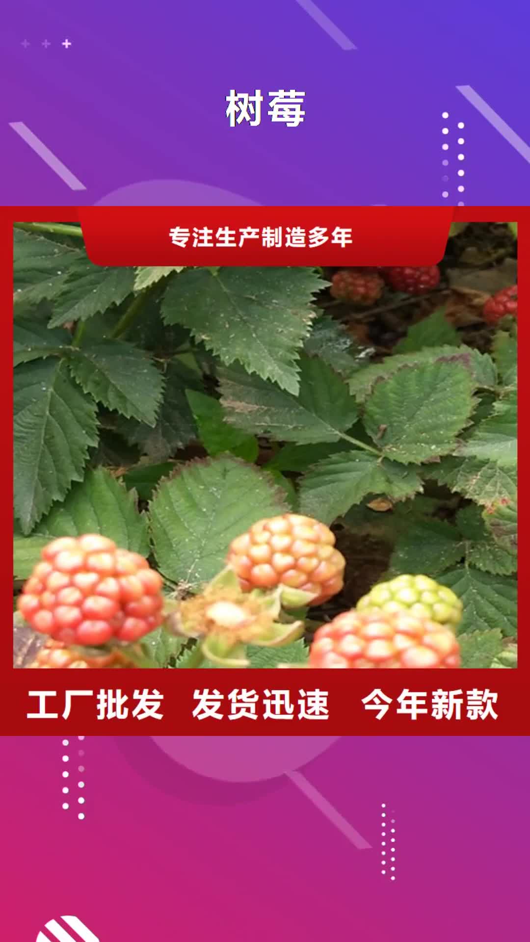 【杭州 树莓_苹果苗诚信厂家】
