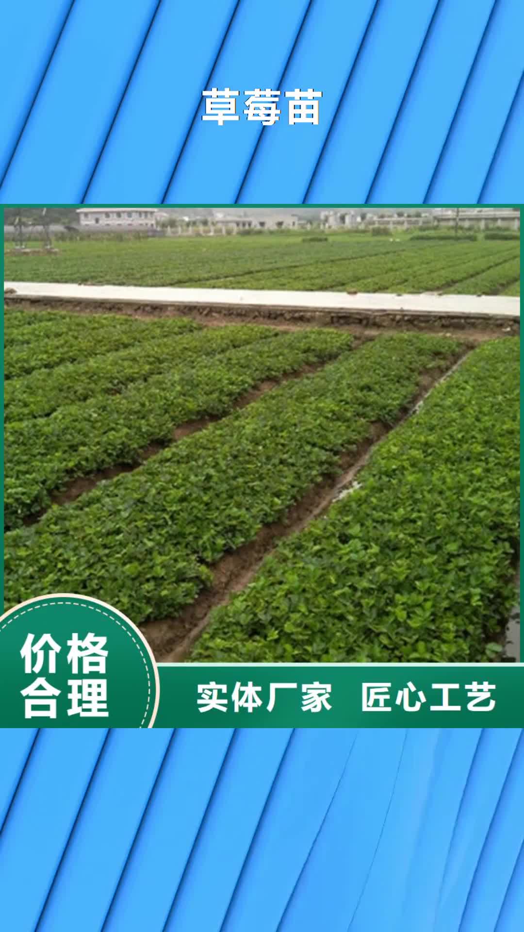 【承德 草莓苗_大棚草莓苗从厂家买售后有保障】