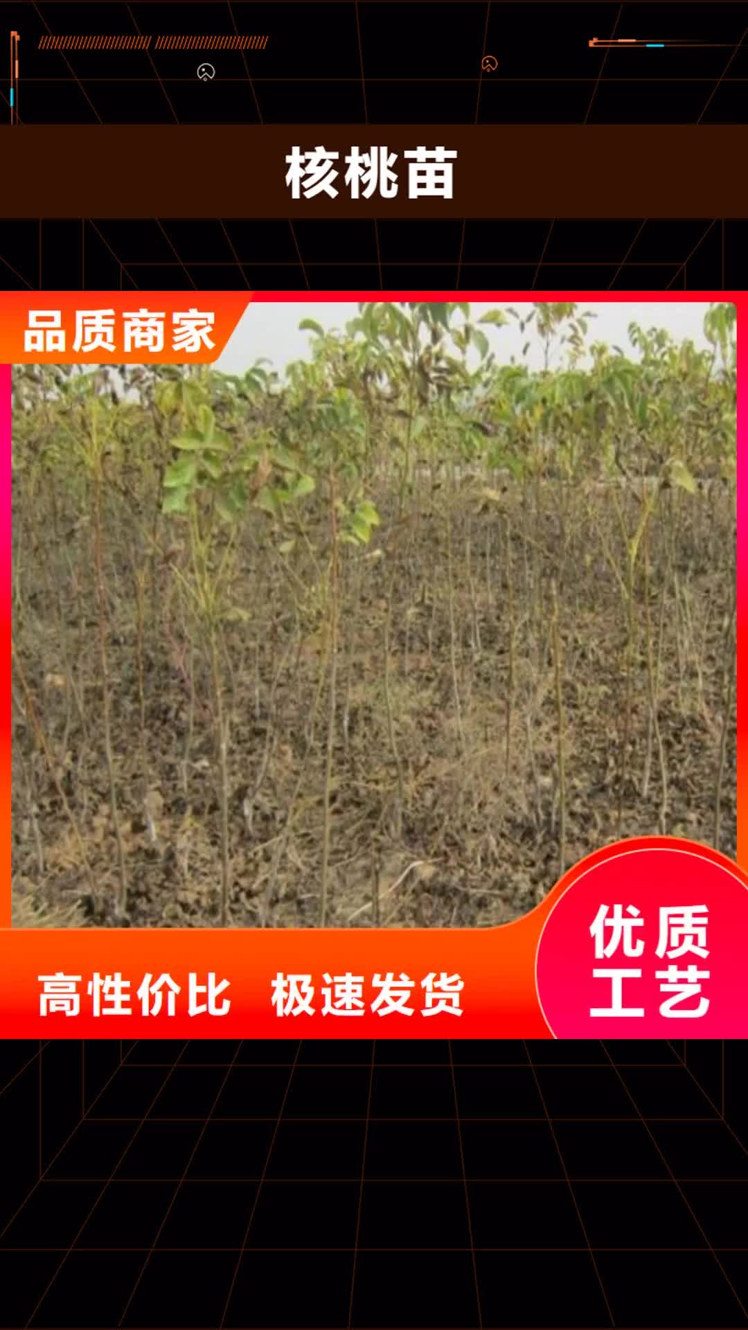 河北【核桃苗】-苹果苗市场行情