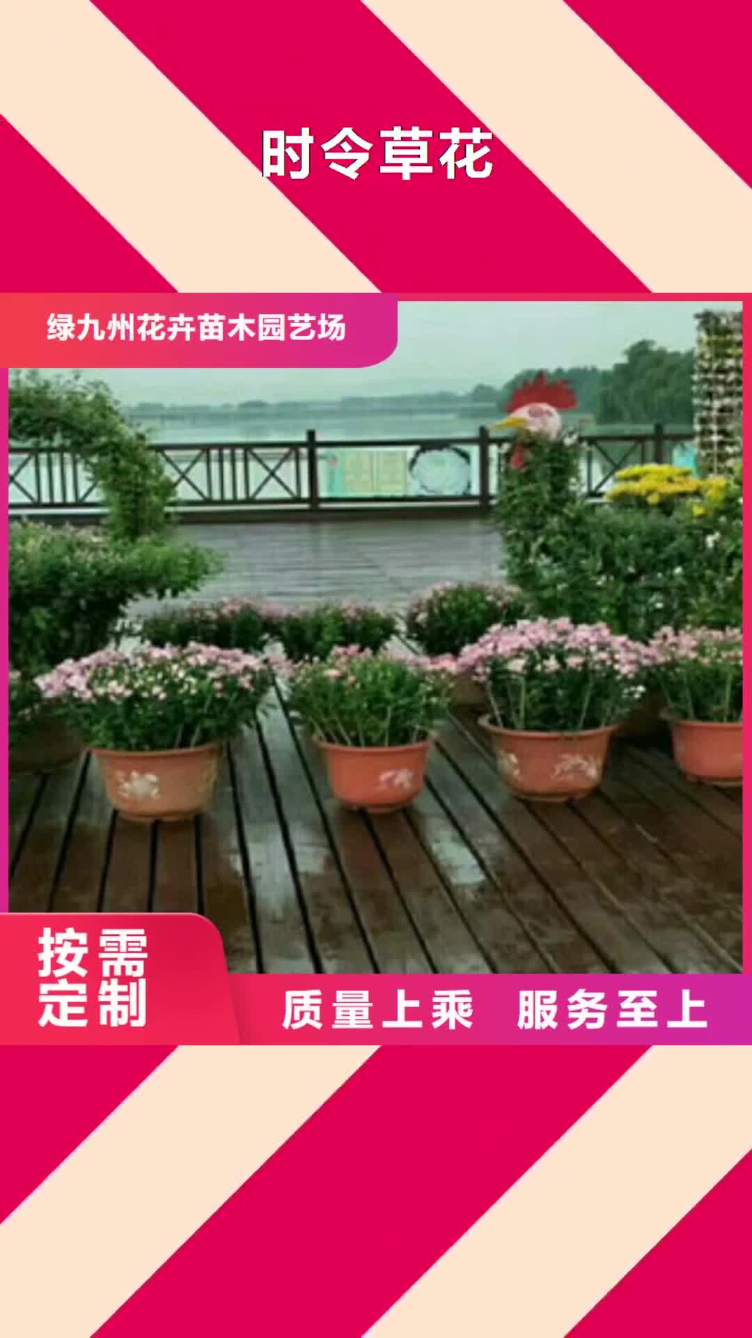 【咸阳 时令草花五一国庆草花批发实力工厂】