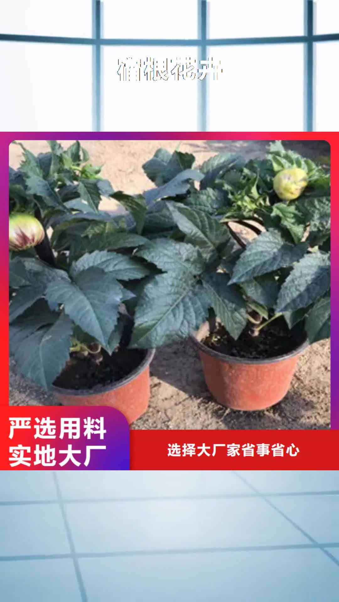 辽阳 宿根花卉【花海景观工程】专业信赖厂家