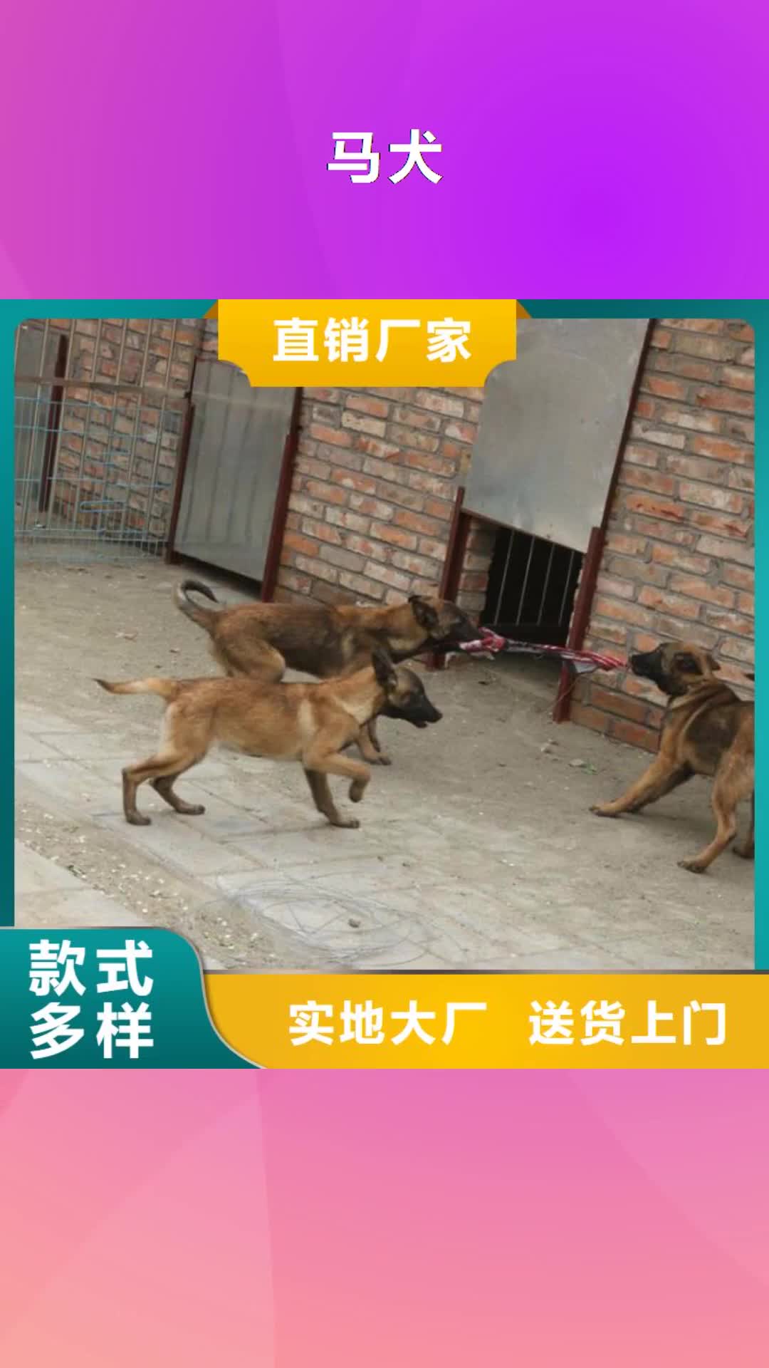 【本溪 马犬杜宾犬一对一为您服务】