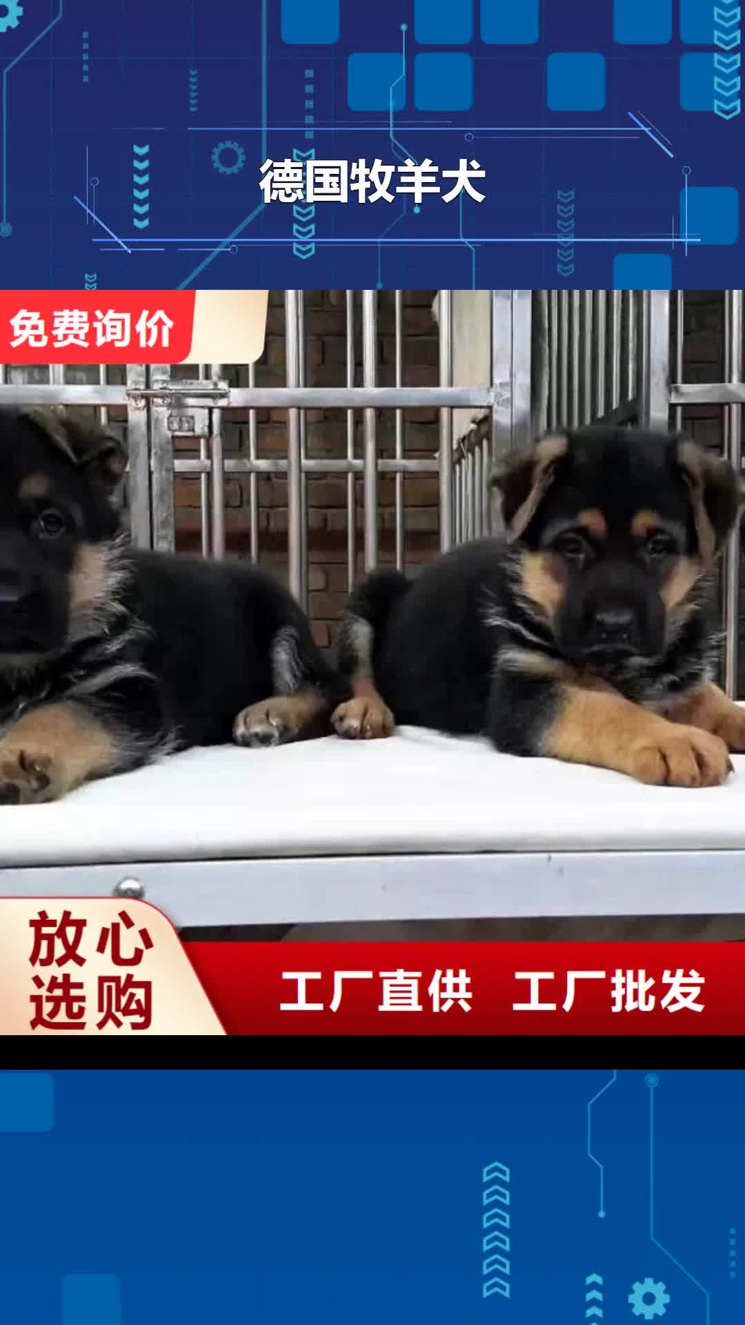 湖南 德国牧羊犬-【杜高犬】用途广泛